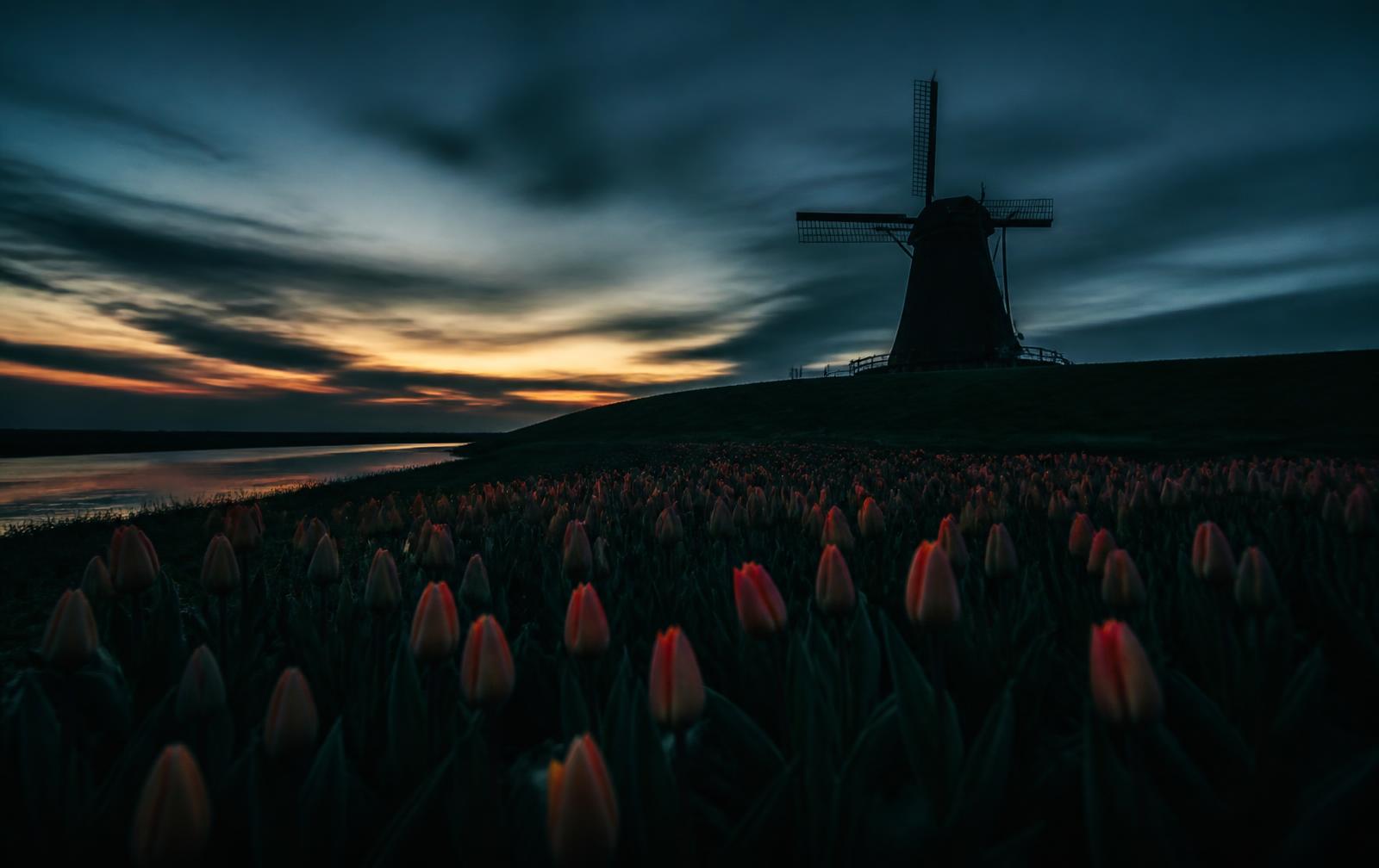 A Dutch windmill on a dyke above tulip fields at blue hour